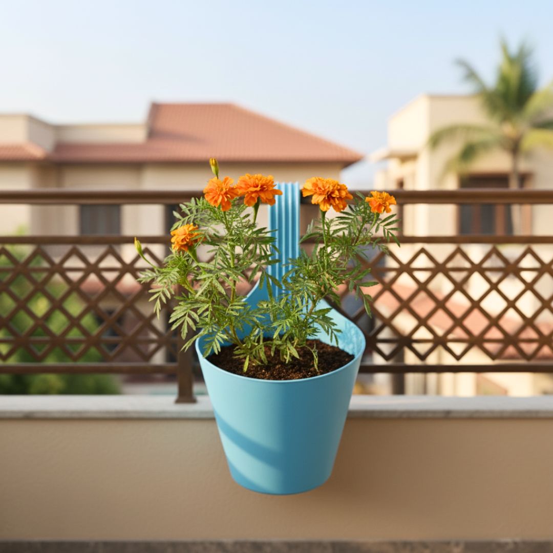 Marigold / Genda Orange in 8 Inch Blue Marble Single Hook Hanging Plastic Pot