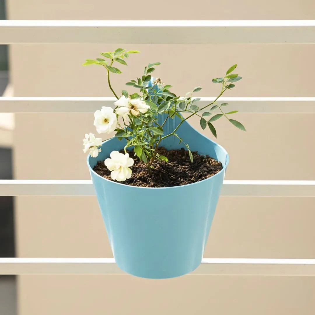 Kashmiri Rose White in 8 Inch Blue Marble Single Hook Hanging Plastic Pot