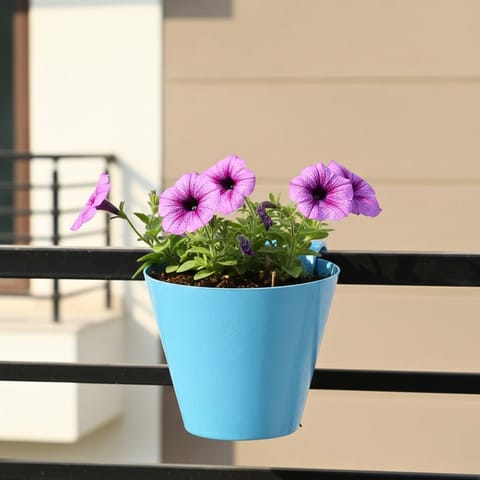 Petunia (any colour) in 8 Inch Blue Marble Single Hook Hanging Plastic Pot