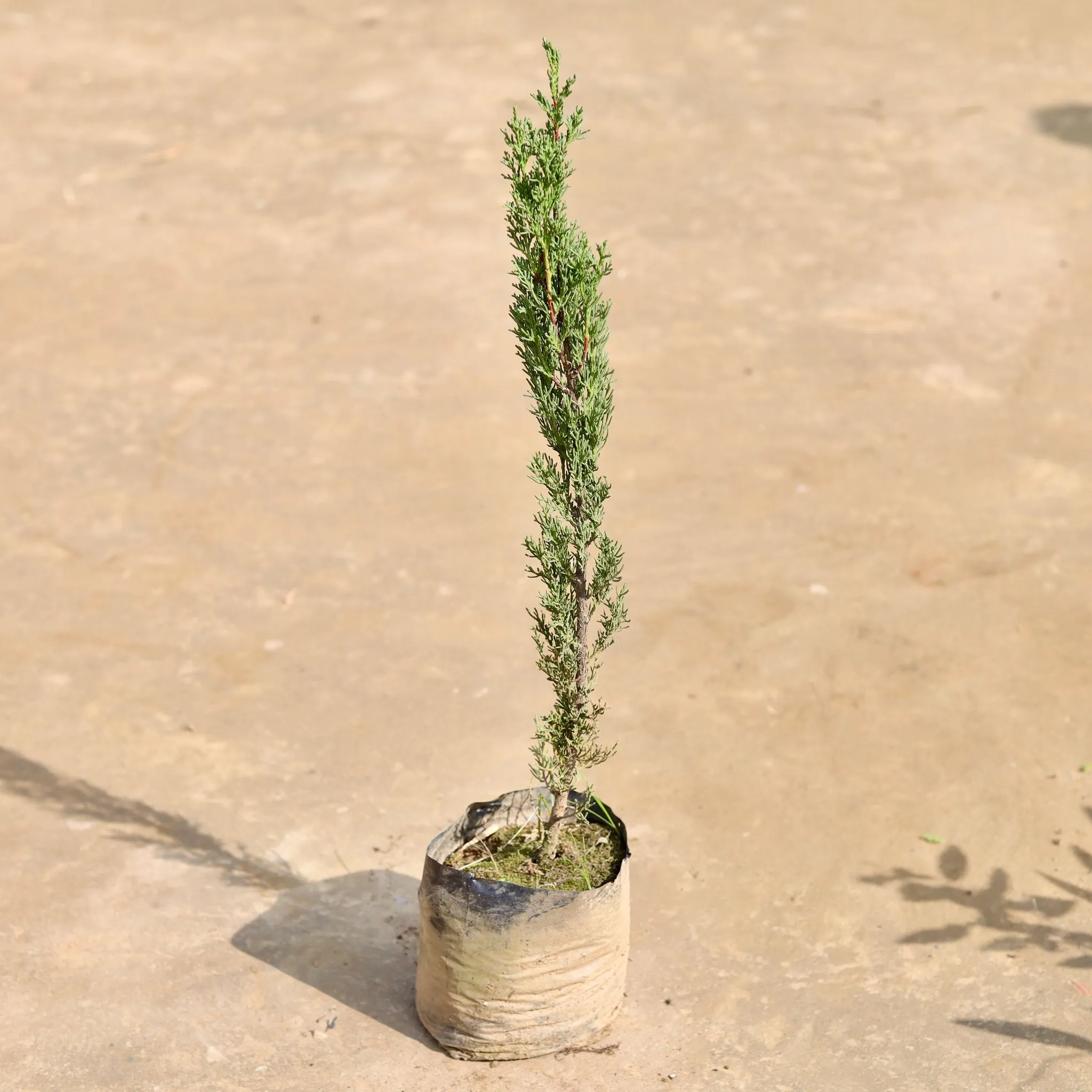 Pencil Pine (~ 3 Ft) in 3 Inch Nursery Bag