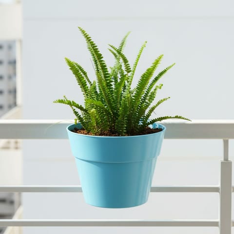 Fern Green in 8 Inch Blue Marble Single Hook Hanging Plastic Pot