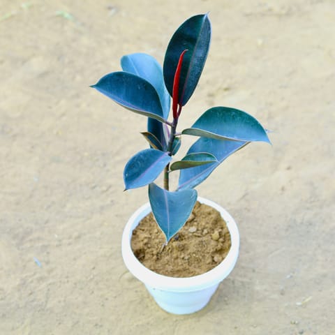 Rubber Black (~ 1.5 Ft) in 8 Inch White Classy Plastic Pot