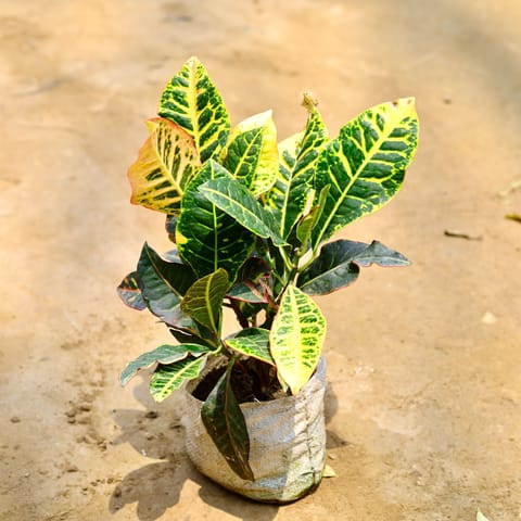 Croton Petra in 7 Inch Live Plant Nursery Bag