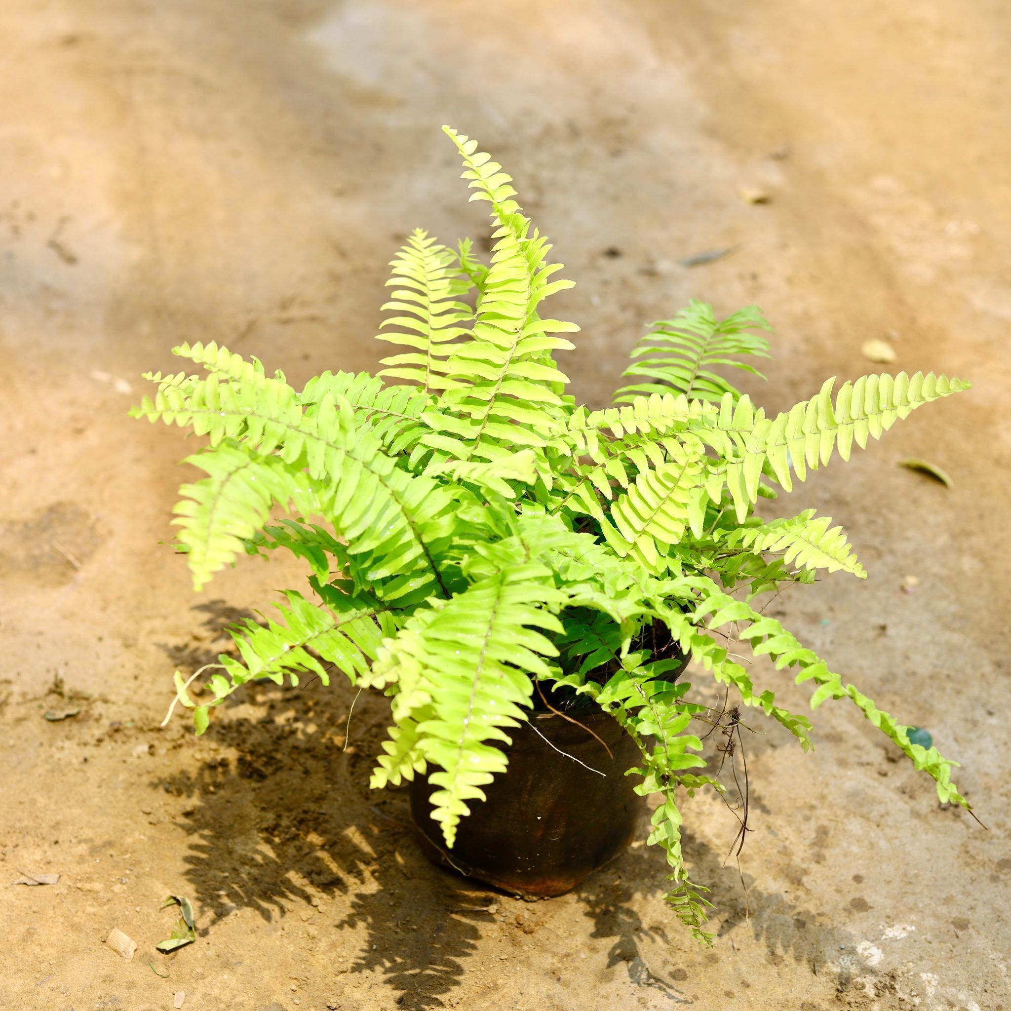 Golden Fern in 6 Inch White Super Nursery Pot