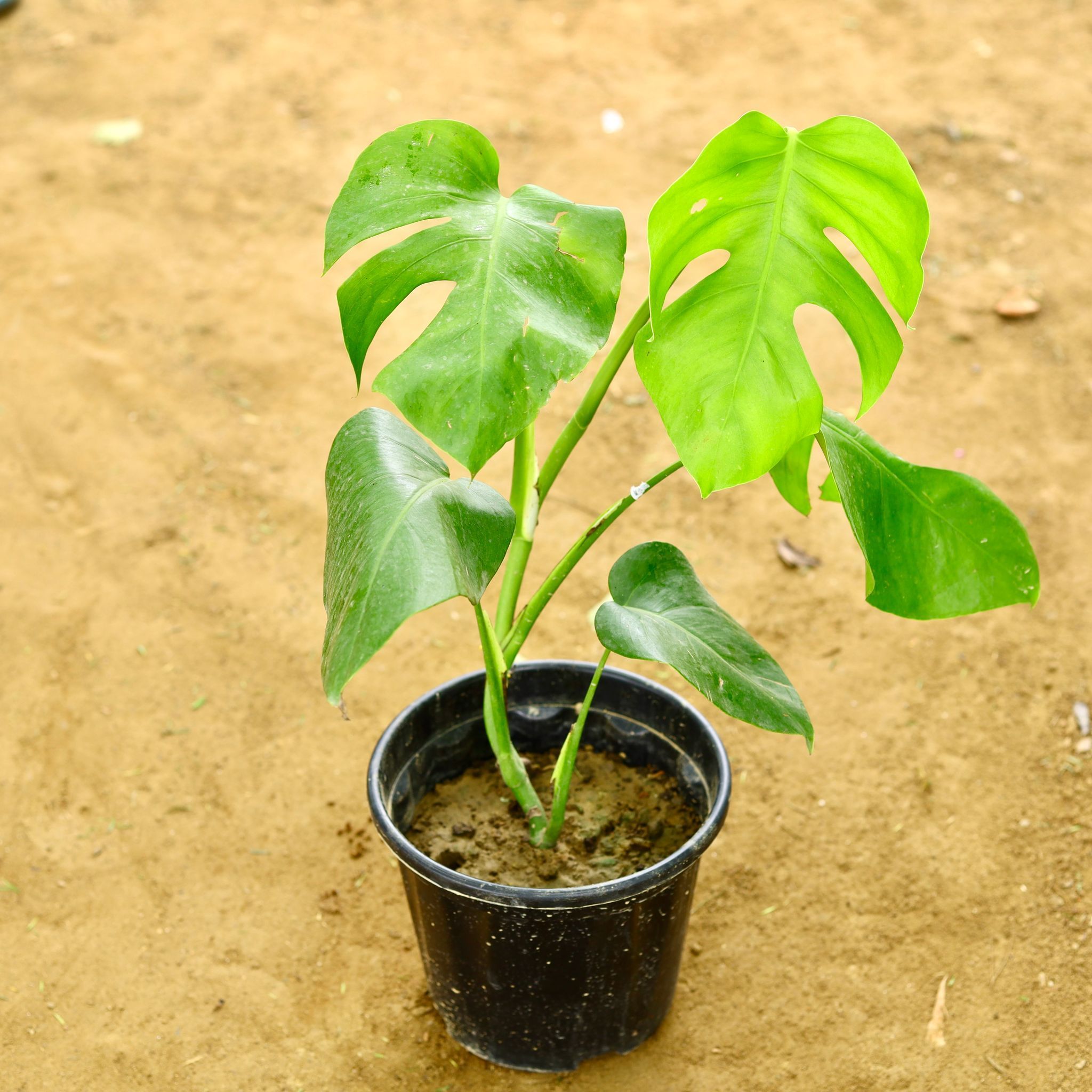 Monestera Big Leaf in 8 Inch Nursery Pot