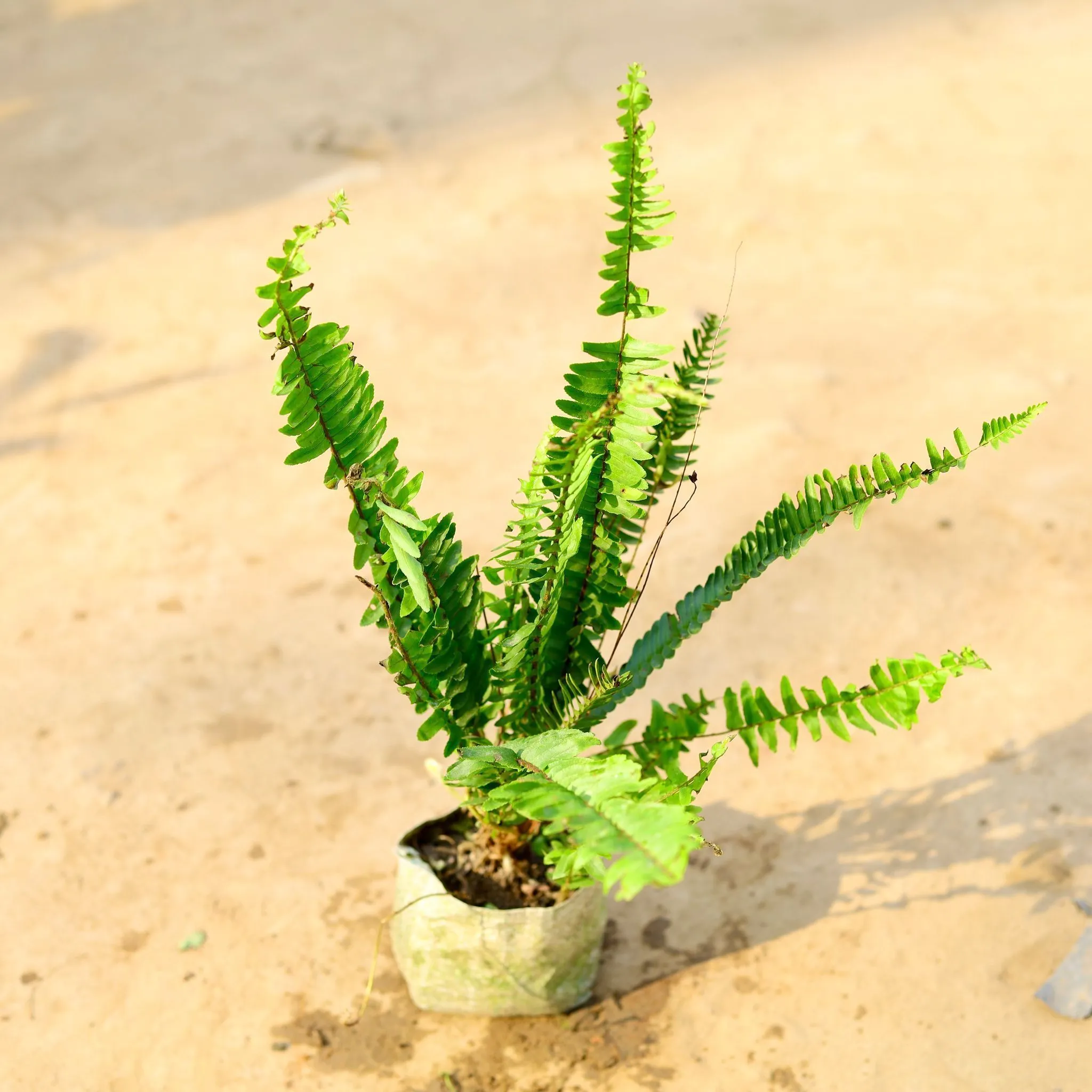 Boston Fern in 4 Inch Nursery Bag
