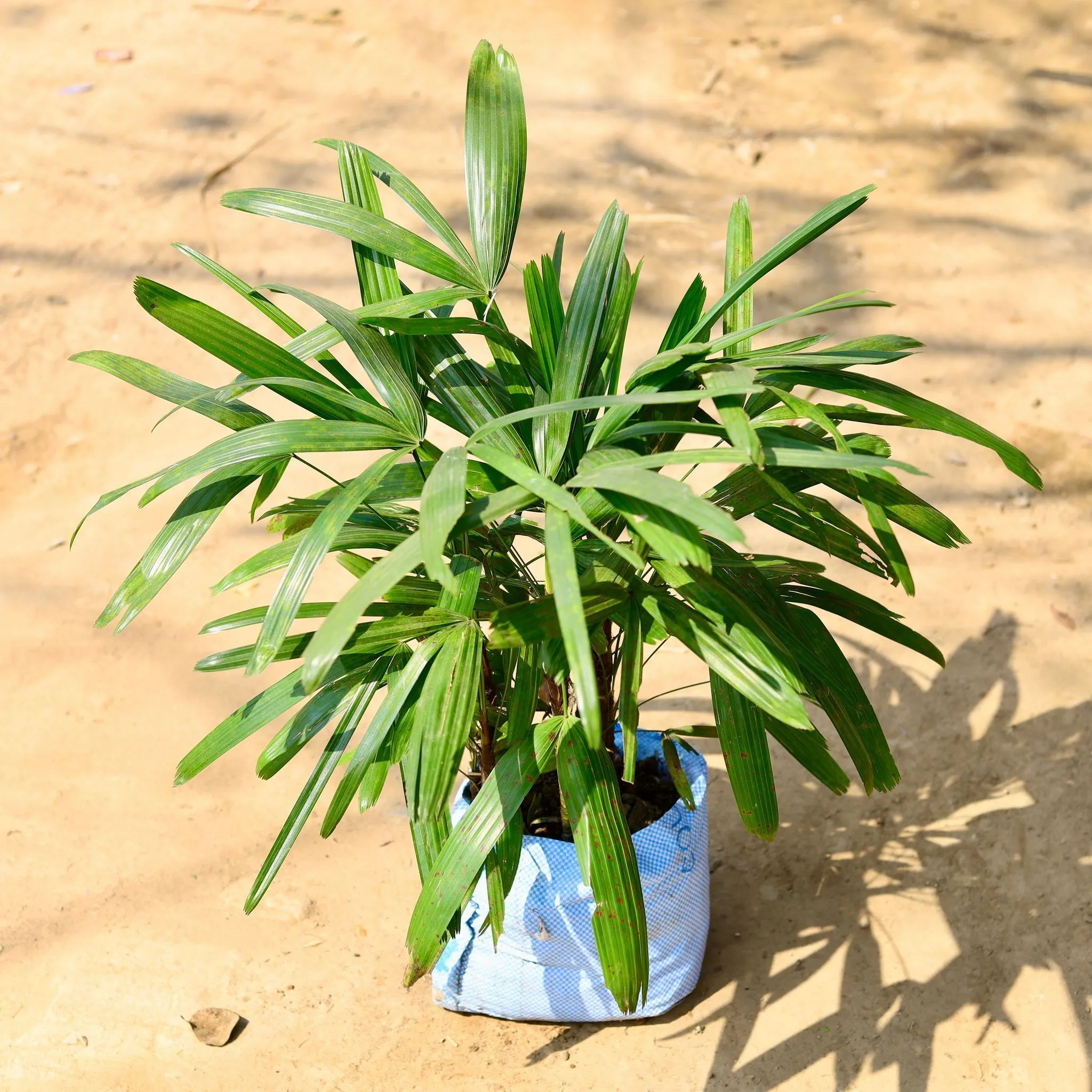 Bushy Large Raphis / Rhaphis Palm in 7 Inch Nursery Bag