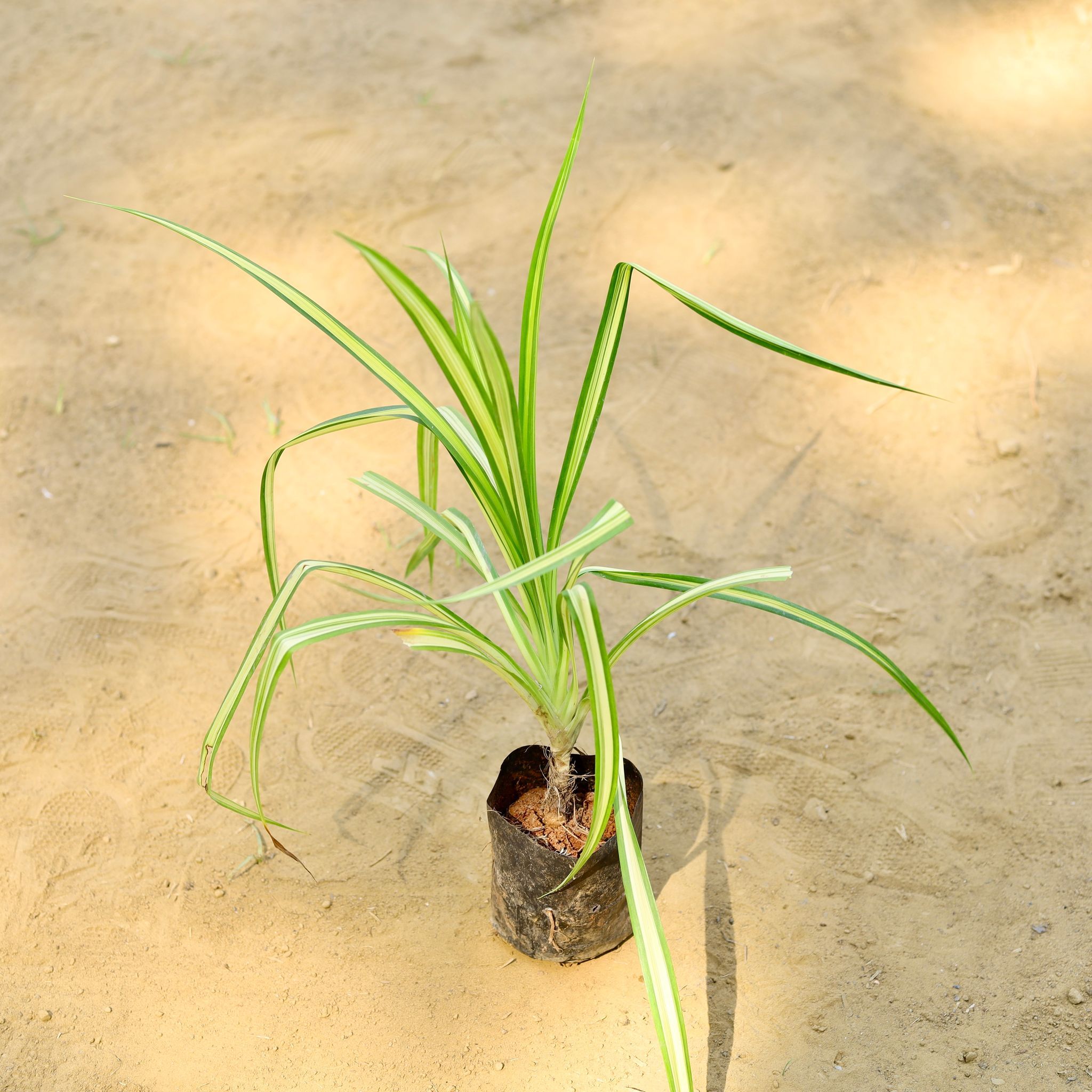 Pandanus / Screwpine/Golden Spider in 4 Inch Nursery Bag