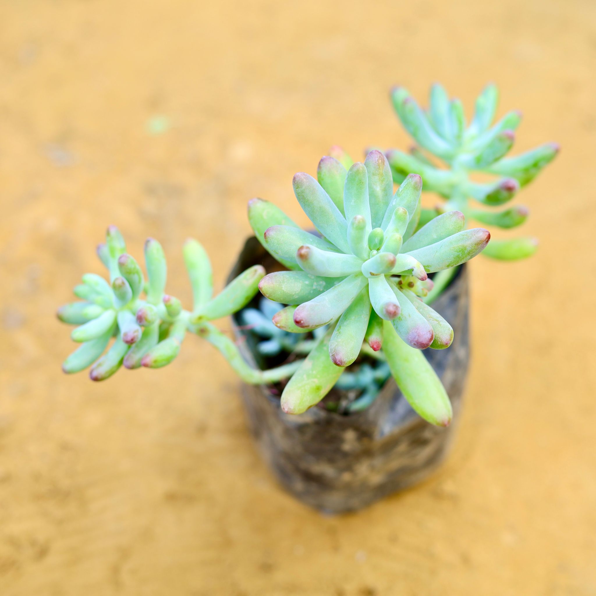 Pachyphytum Green Succulent in 4 Inch Nursery Bag
