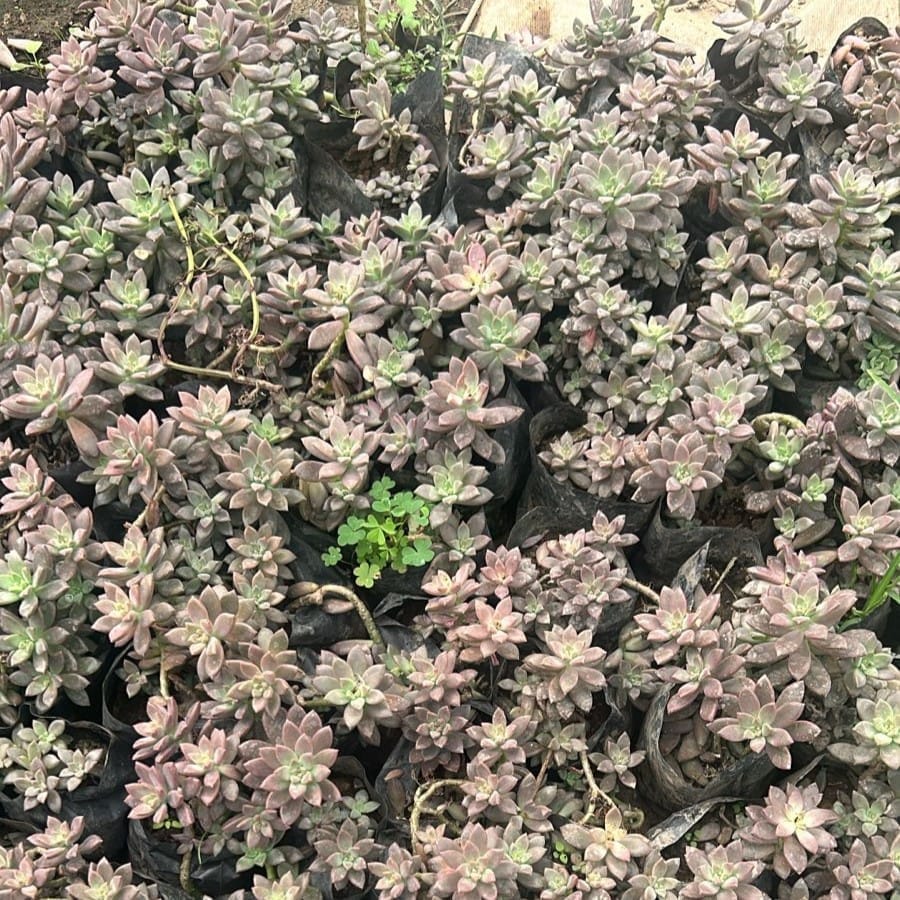 Sedum Red Succulent in 4 Inch Nursery Bag