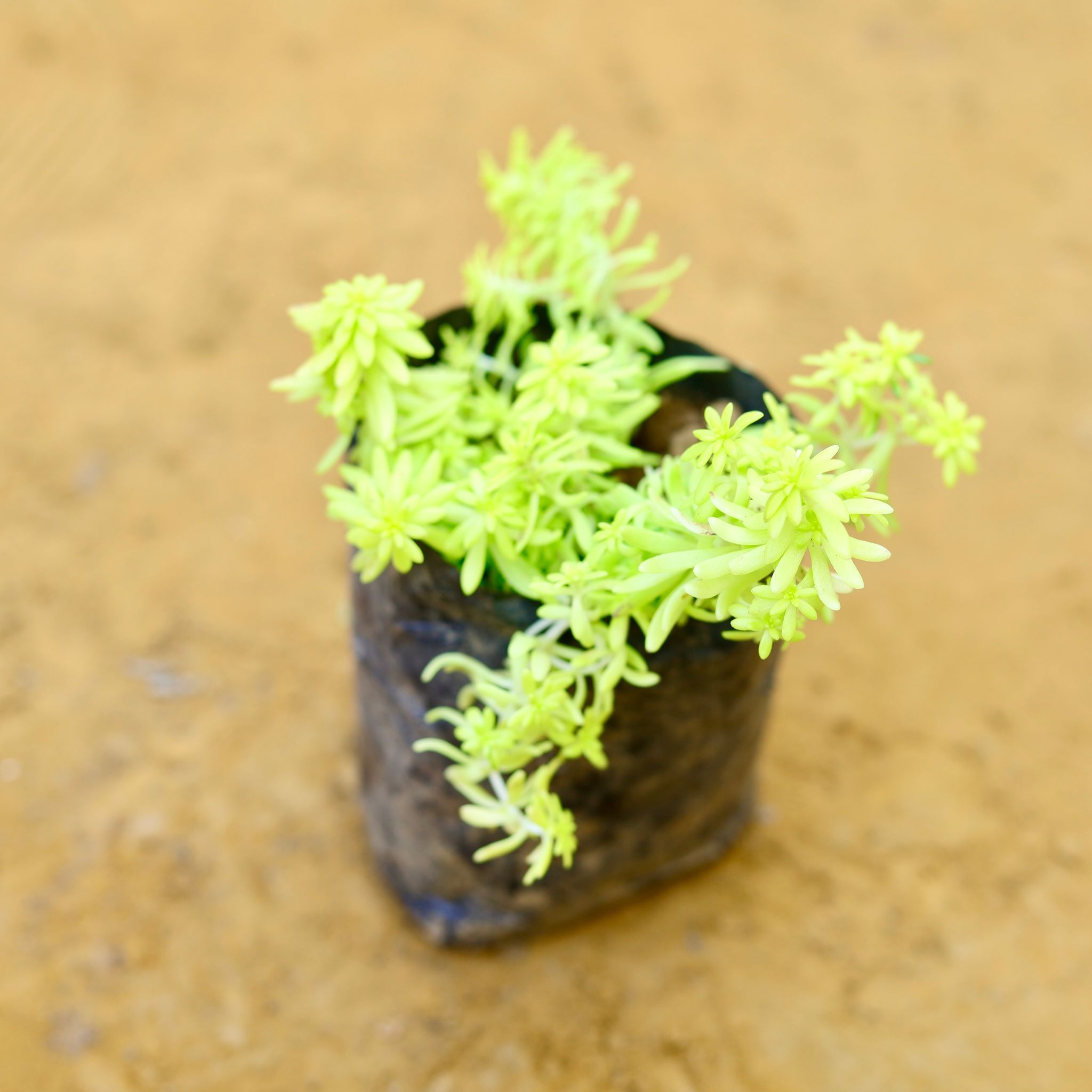 Sedum Golden Succulent in 4 Inch Nursery Bag