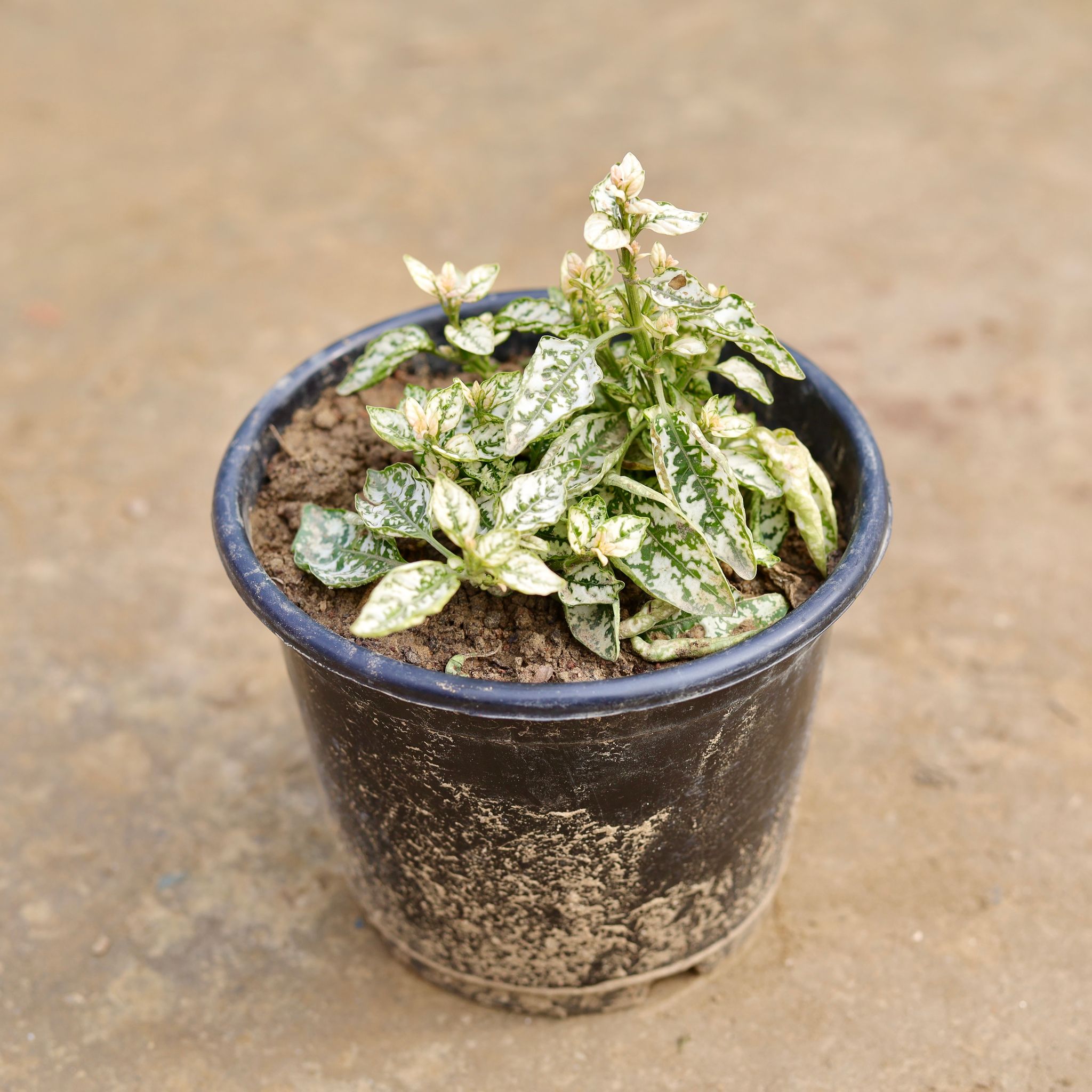 Hypoestes / Polka Dot (any colour) in 4 Inch Nursery Bag