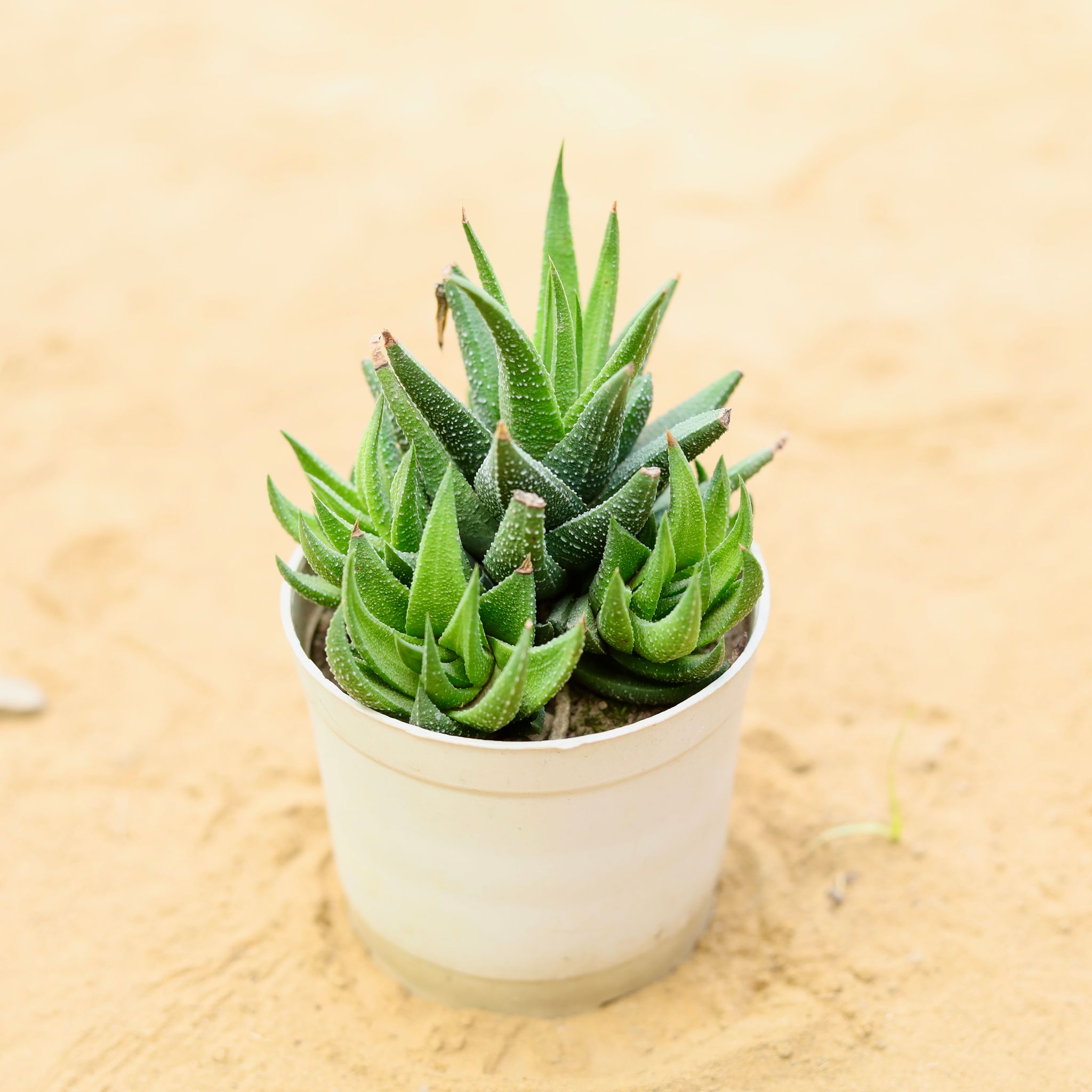 Tiger Tooth Aloe Succulent in 4 Inch Nursery Bag