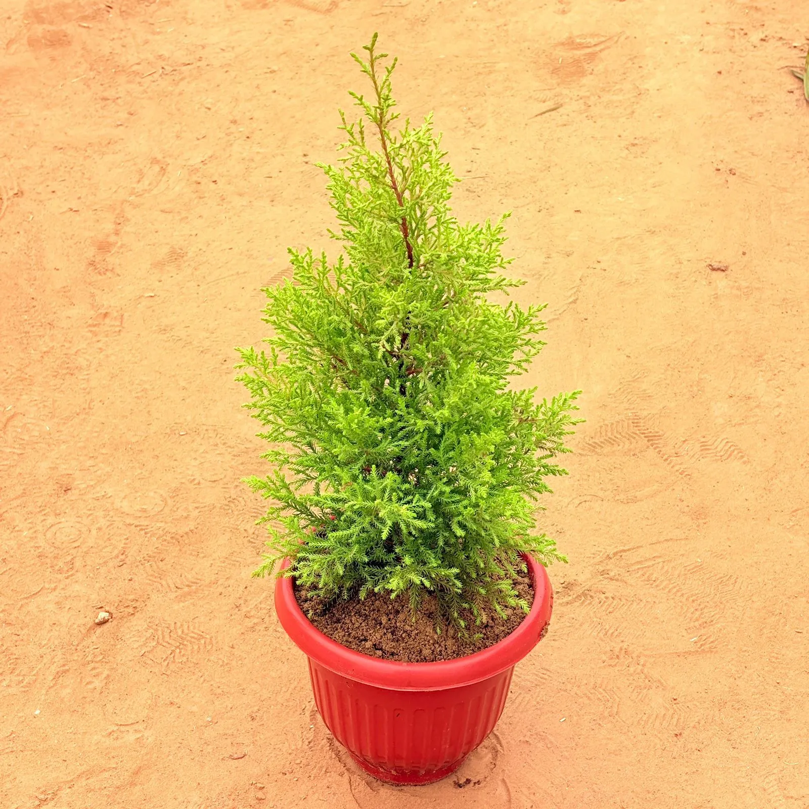 Cypress Golden (~ 3 ft) in 12 Inch Terracotta Red Olive Plastic Pot