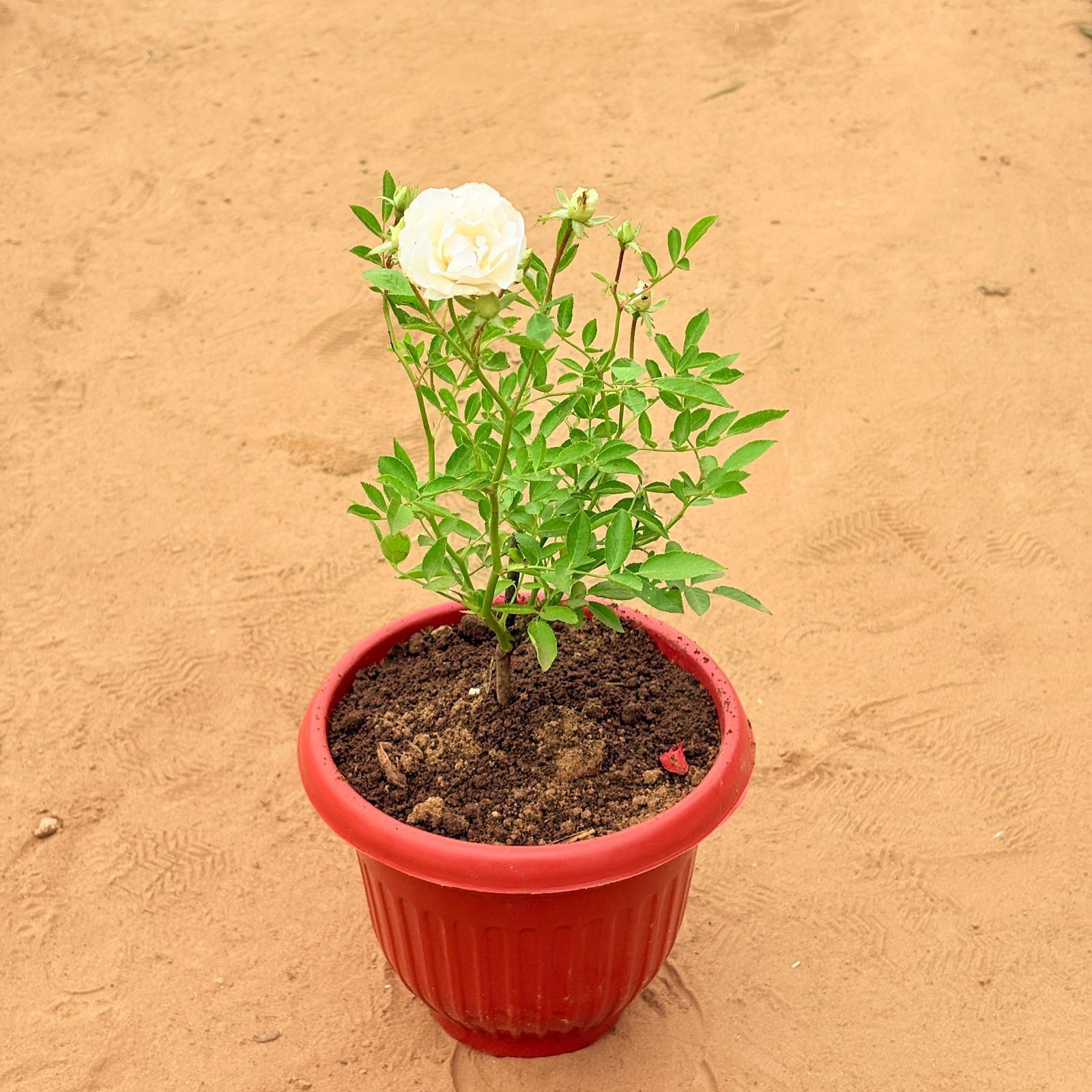 Kashmiri Rose White in 8 Inch Terracotta Red Olive Plastic Pot