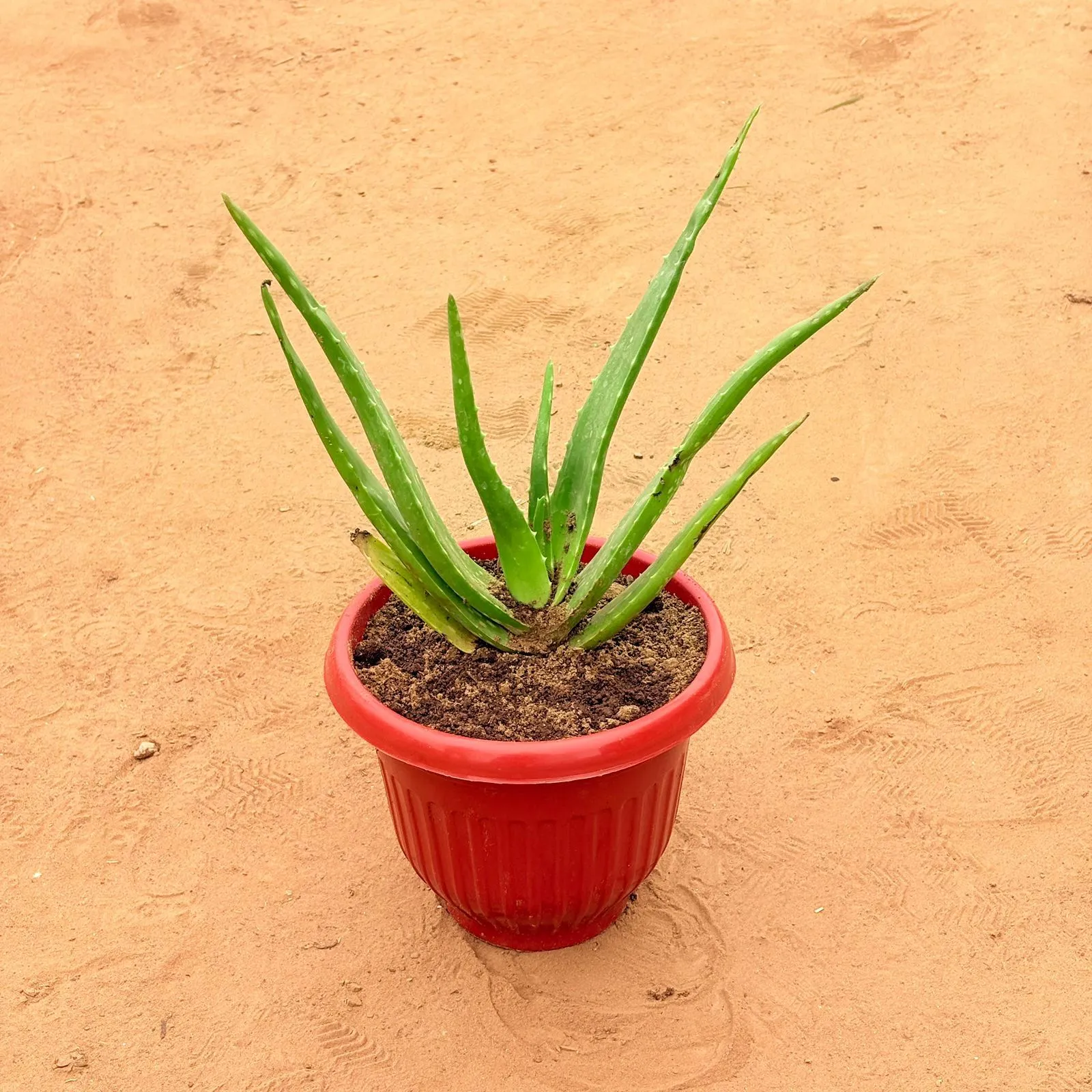 Aloe Vera in 8 Inch Terracotta Red Olive Plastic Pot