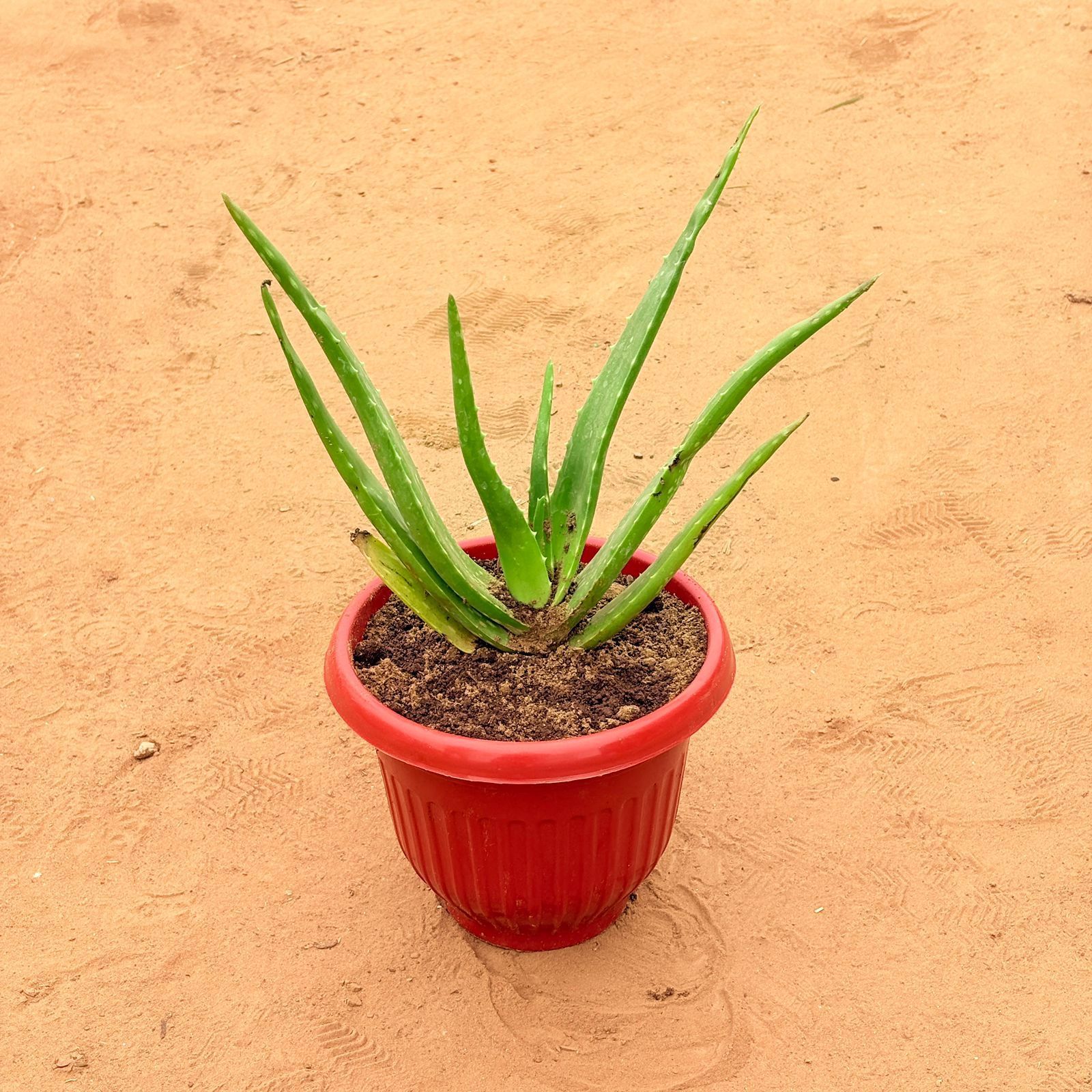 Aloe Vera in 8 Inch Terracotta Red Olive Plastic Pot