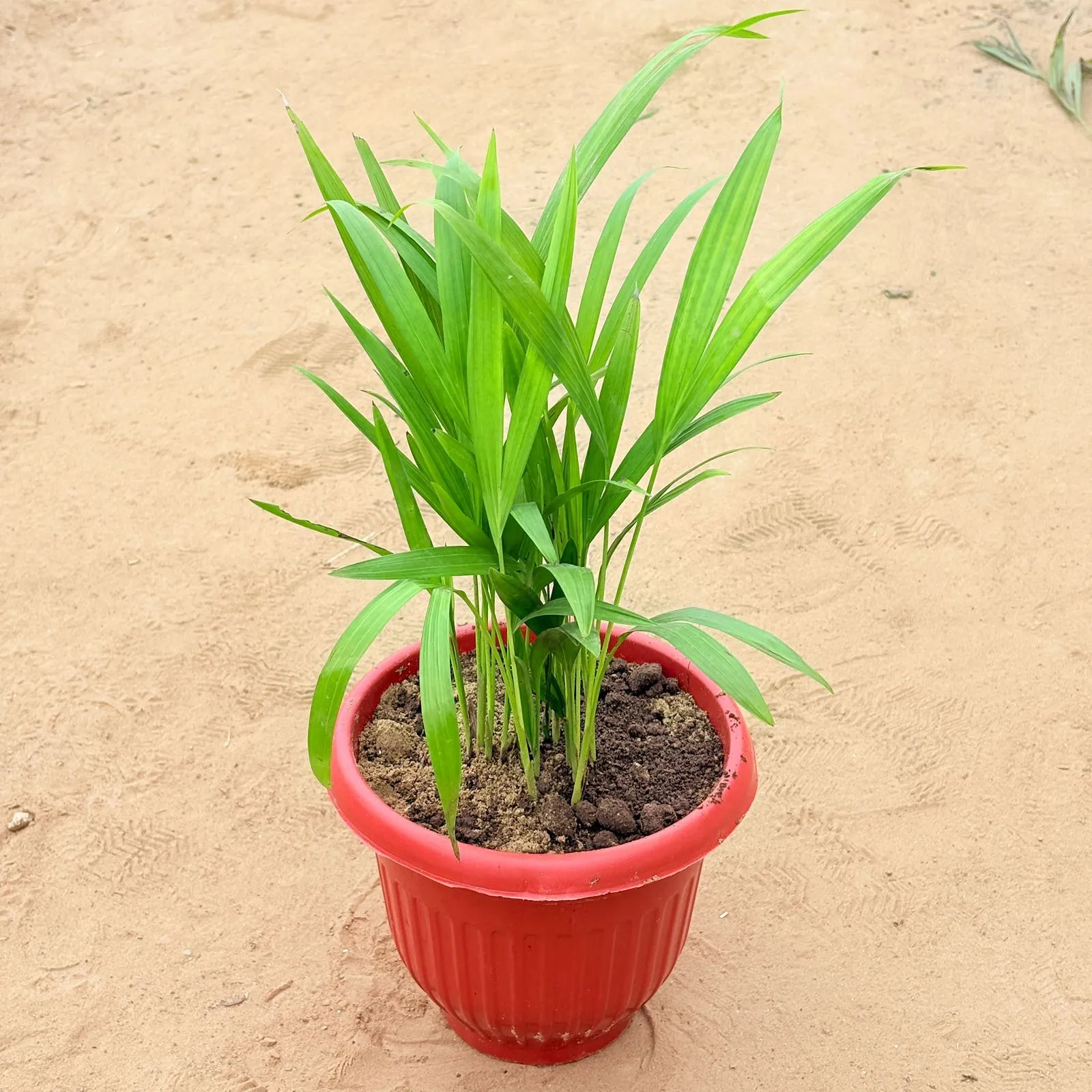 Basmati in 8 Inch Terracotta Red Olive Plastic Pot