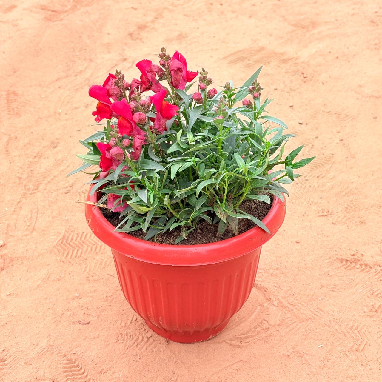 Dog Flower (any colour) in 8 Inch Terracotta Red Olive Plastic Pot