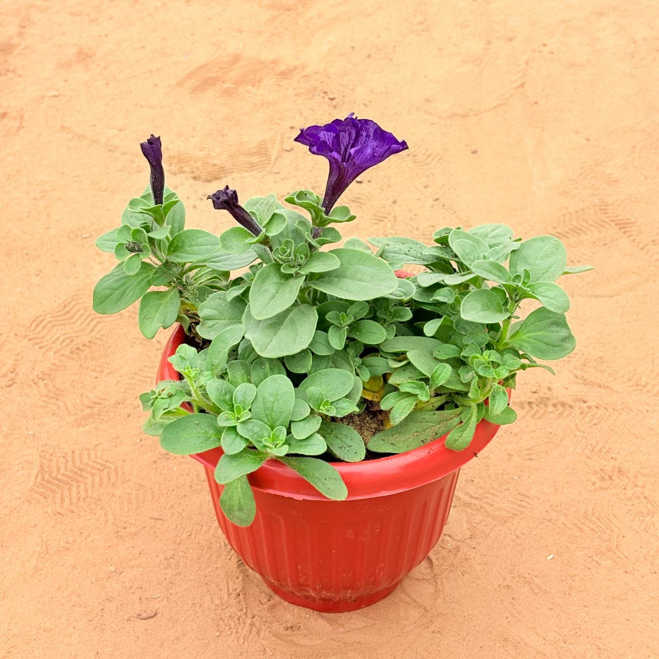 Petunia (any colour) in 8 Inch Terracotta Red Olive Plastic Pot