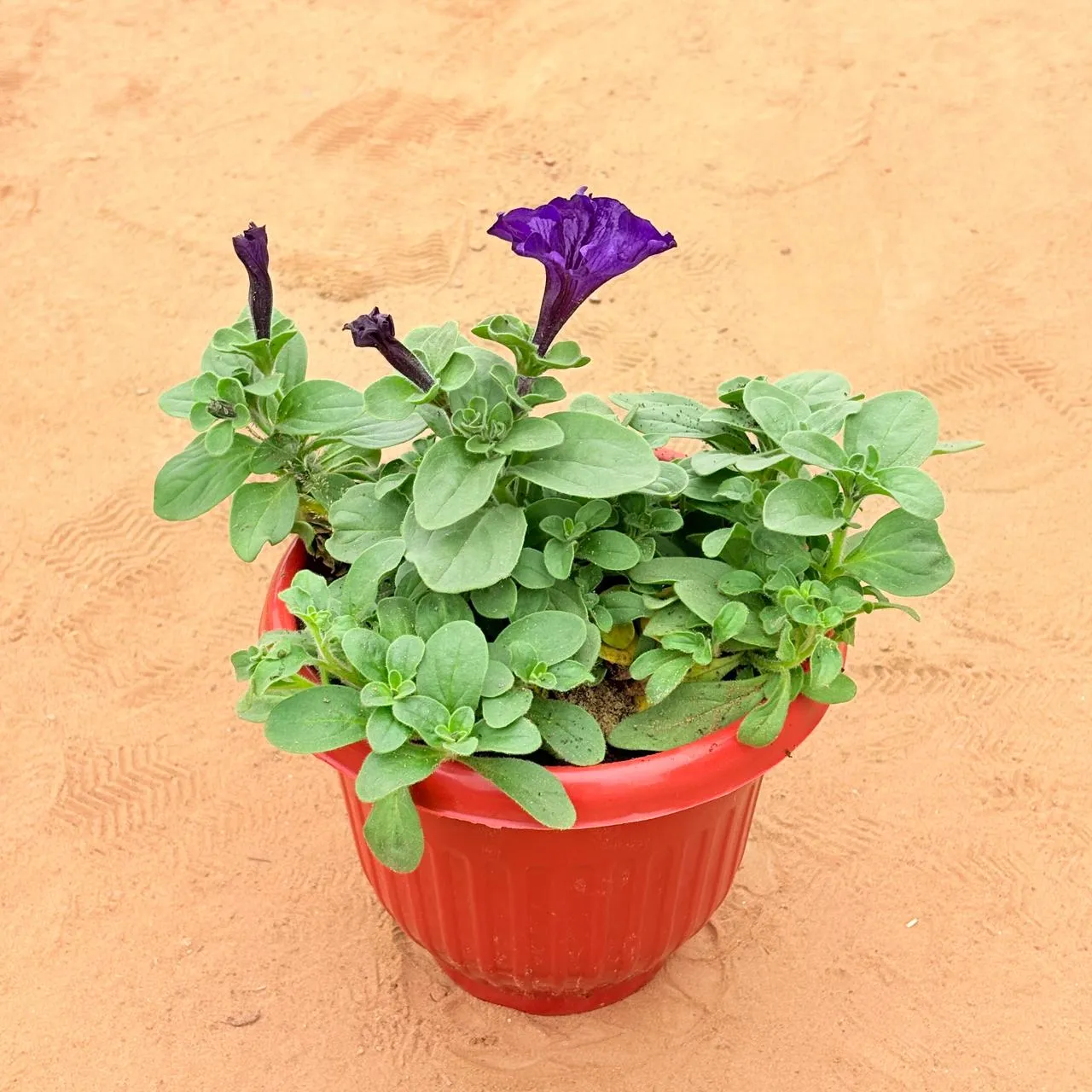 Petunia (any colour) in 8 Inch Terracotta Red Olive Plastic Pot