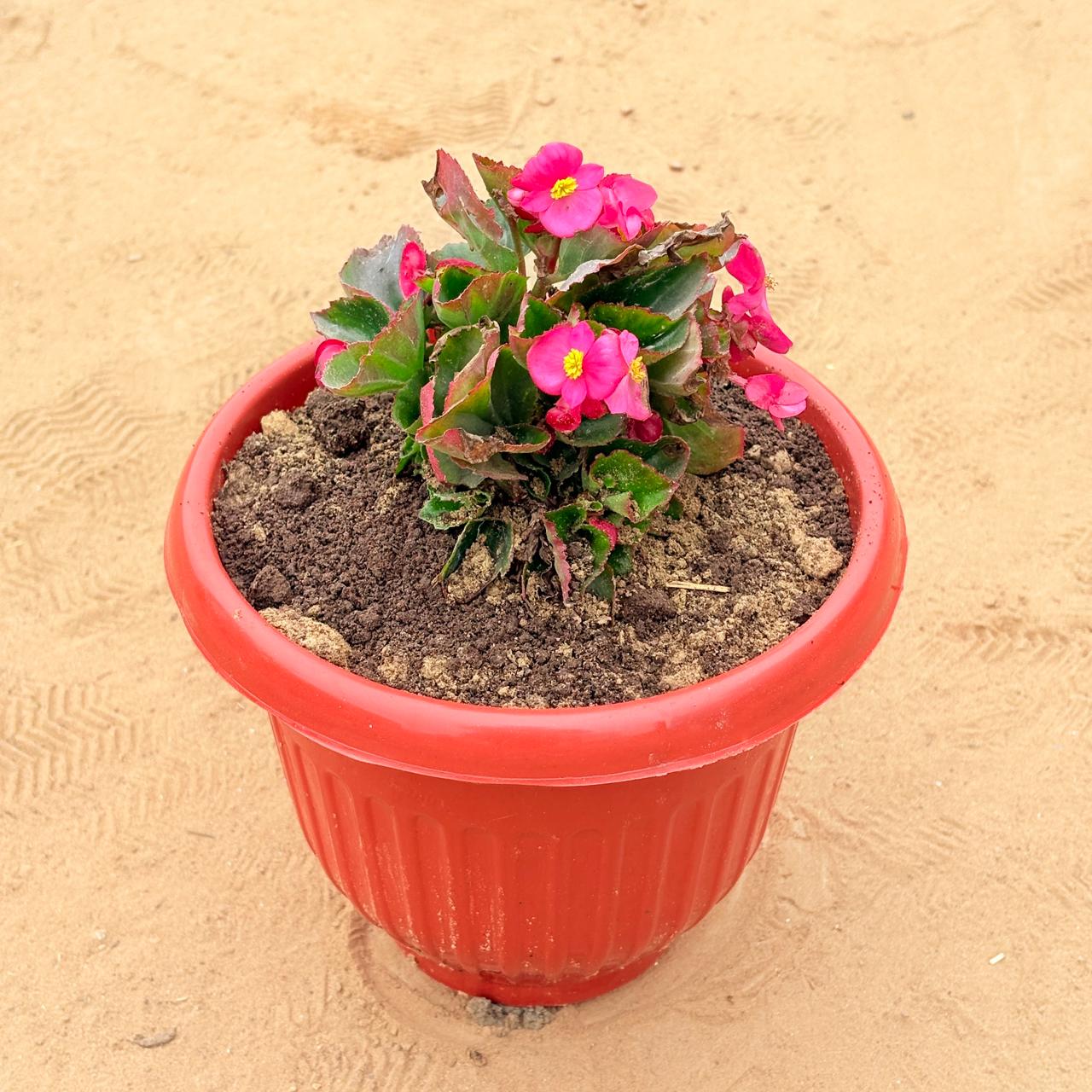 Begonia (any colour) in 8 Inch Terracotta Red Olive Plastic Pot