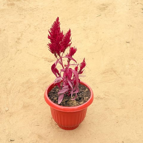 Celosia Red in 8 Inch Terracotta Red Olive Plastic Pot