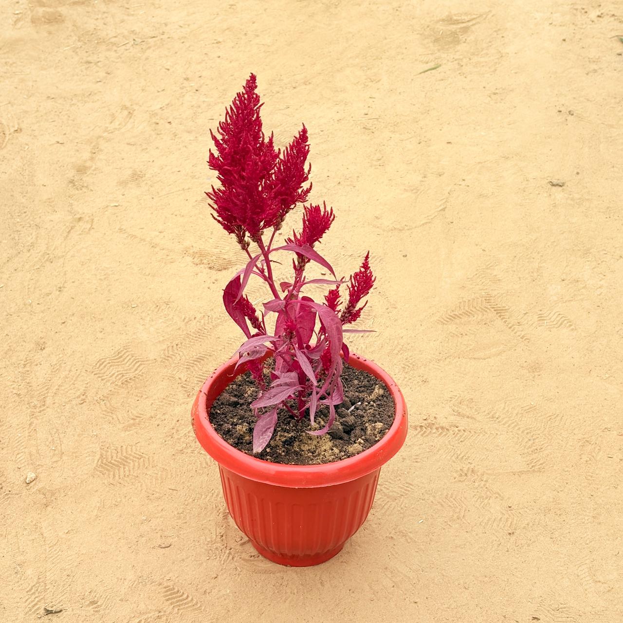 Celosia Red in 8 Inch Terracotta Red Olive Plastic Pot