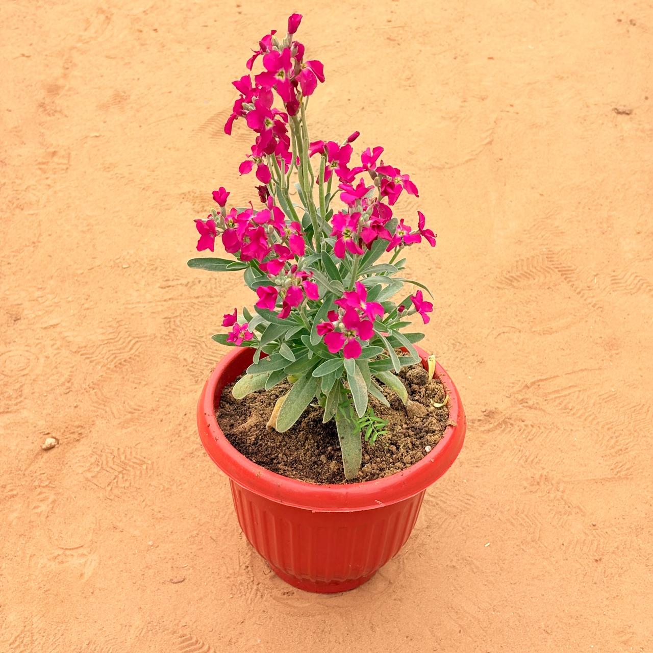 Stock (any colour) in 8 Inch Terracotta Red Olive Plastic Pot
