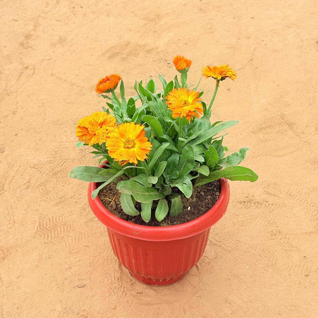 Calendula (any colour) in 8 Inch Terracotta Red Olive Plastic Pot