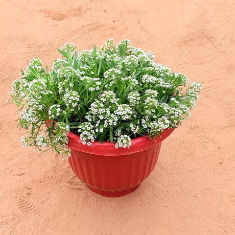 Alyssum White in 8 Inch Terracotta Red Olive Plastic Pot