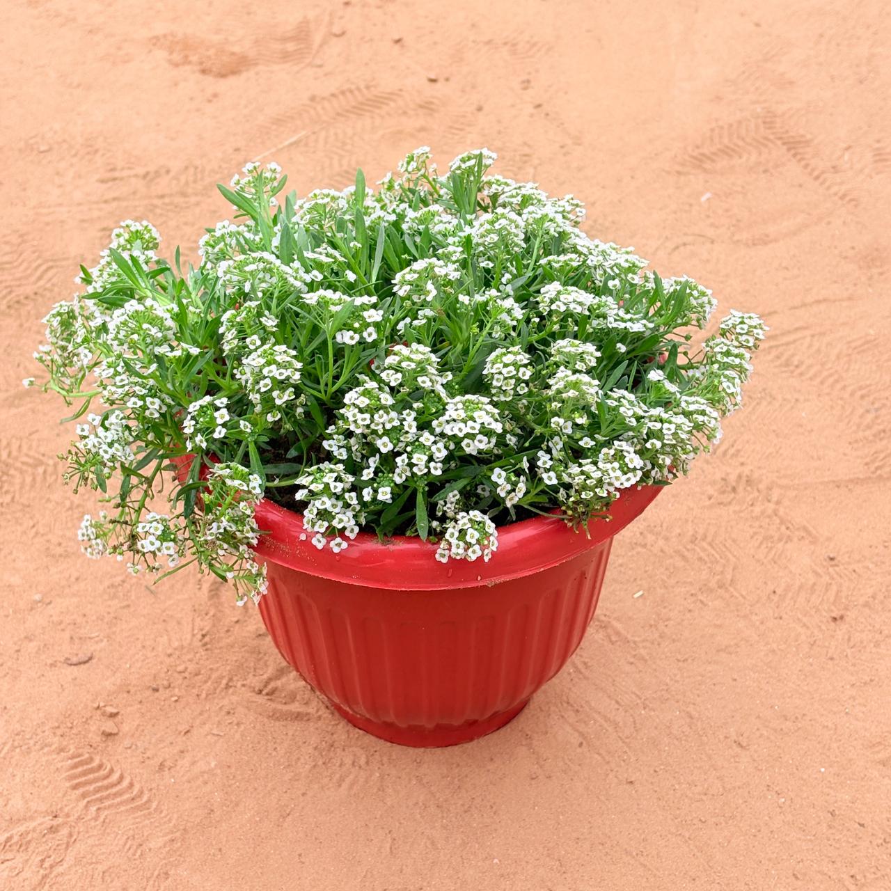 Alyssum White in 8 Inch Terracotta Red Olive Plastic Pot