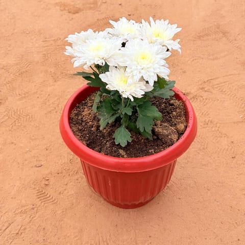 Chrysanthemum (any colour) in 8 Inch Terracotta Red Olive Plastic Pot