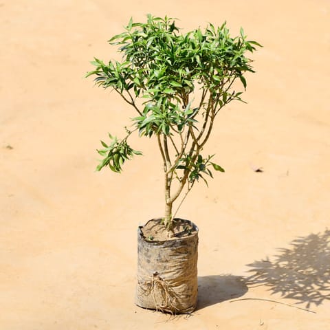 Chandni Dwarf (~ 1 Ft) in 5 Inch Nursery Bag