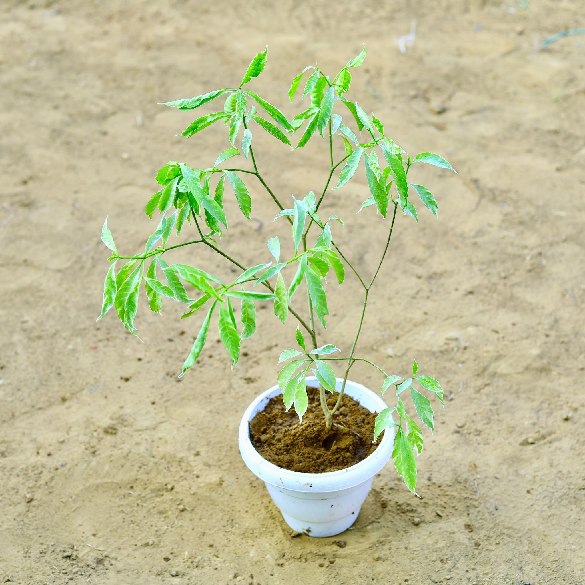 Chandni Variegated (~ 2 Ft) in 8 Inch White Classy Plastic Pot