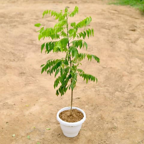 Curry Patta (~ 2 Ft) in 8 Inch White Classy Plastic Pot