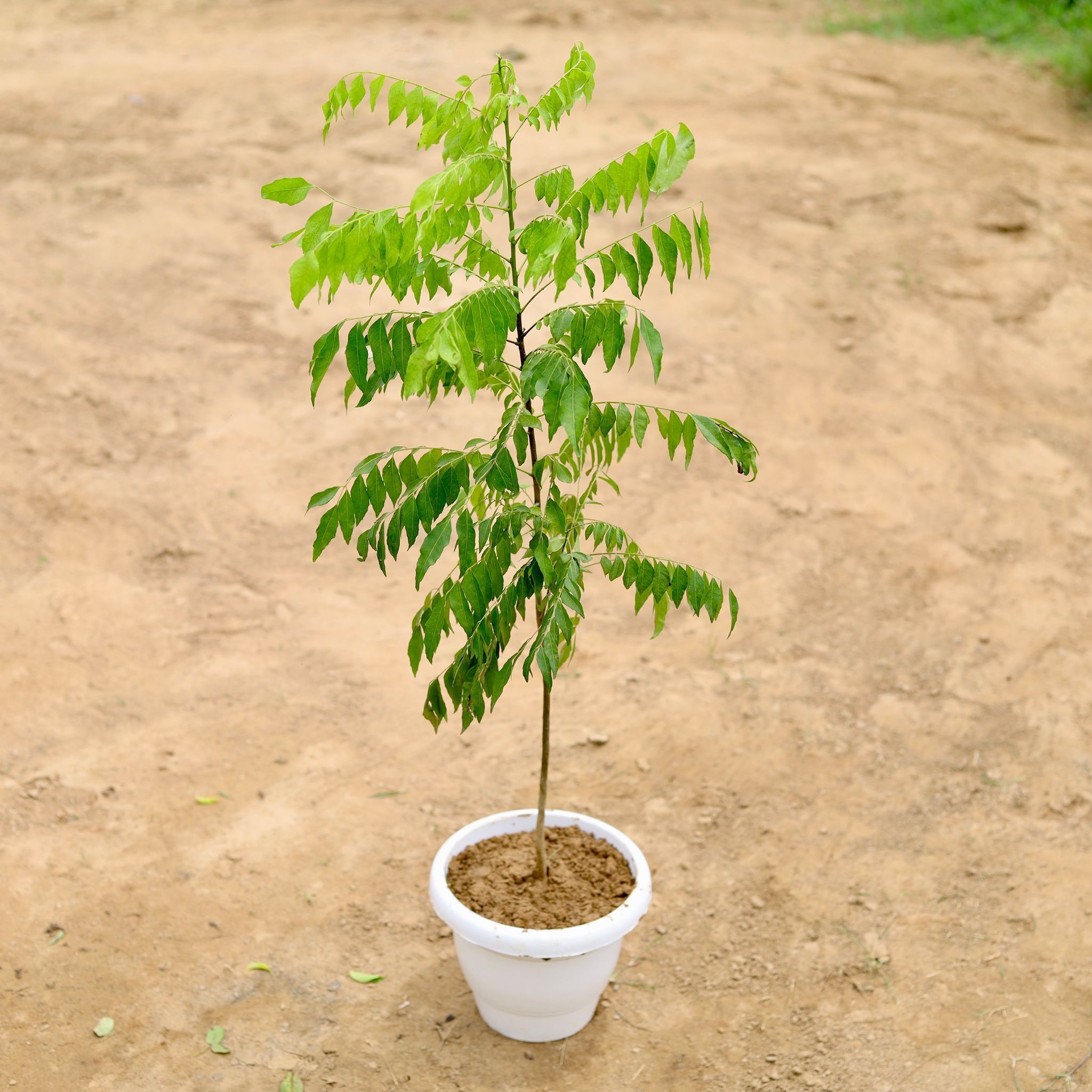 Curry Patta (~ 2 Ft) in 8 Inch White Classy Plastic Pot