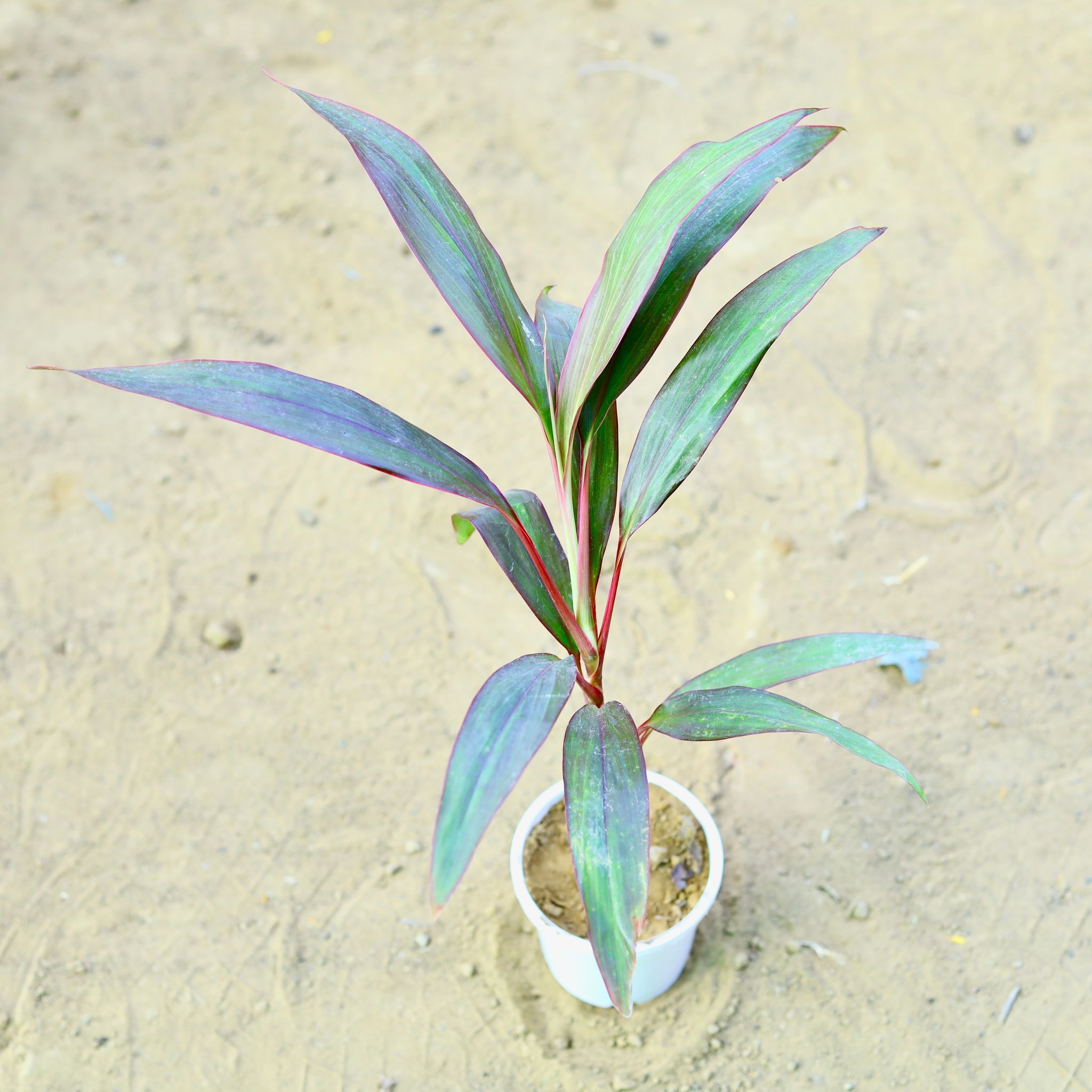 Dracaena Rosea Small (~ 1.5 Ft) in 6 Inch White Super Nursery Pot