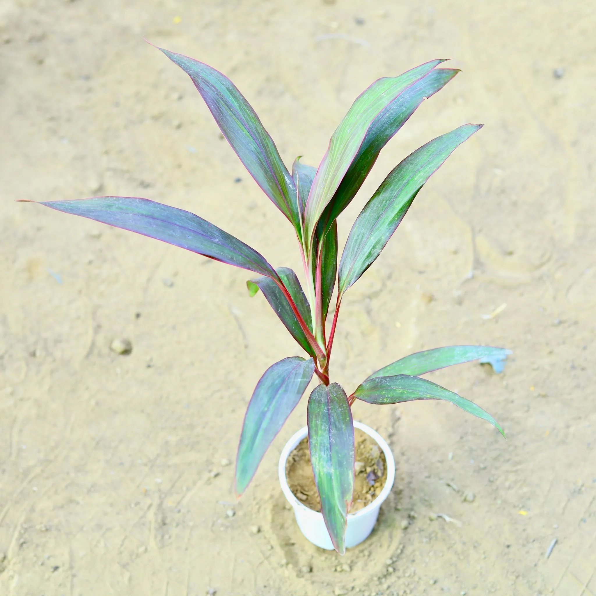 Dracaena Rosea Small (~ 1.5 Ft) in 6 Inch White Super Nursery Pot