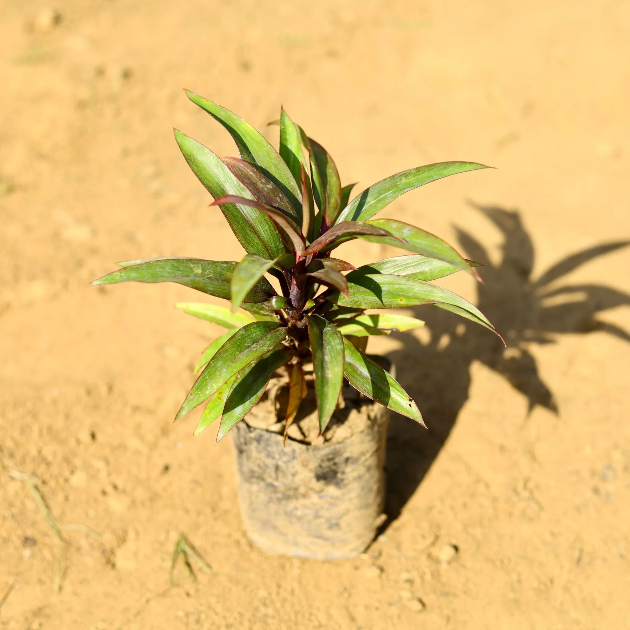 Dracaena Crimson Crush in 3 Inch Nursery Bag
