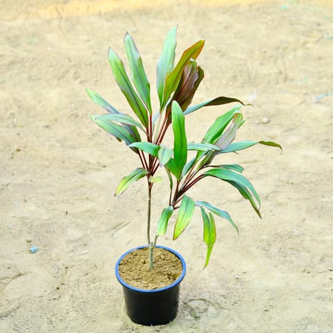 Dracaena Cordyline Red (~ 2 Ft) in 8 Inch Live Plant Black Nursery Pot