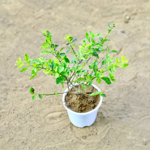 Duranta Golden in 4 Inch Live Fresh Plant White Nursery Pot in Sector 71