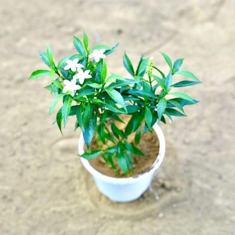 Chandni Dwarf (~ 1 Ft) in 4 Inch Live Plant White Nursery Pot