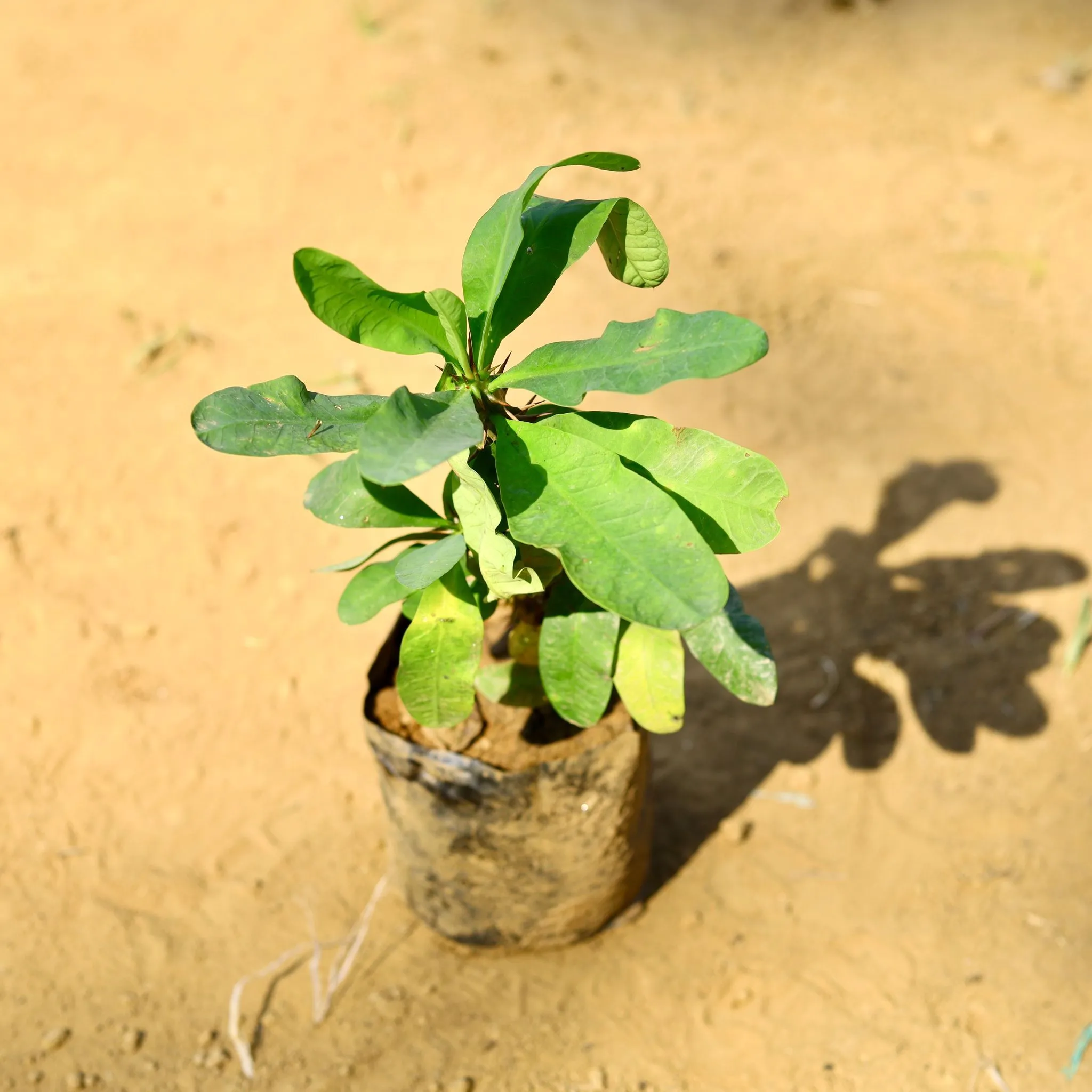 Euphorbia Mili (~ 1 Ft) in 5 Inch Nursery Bag
