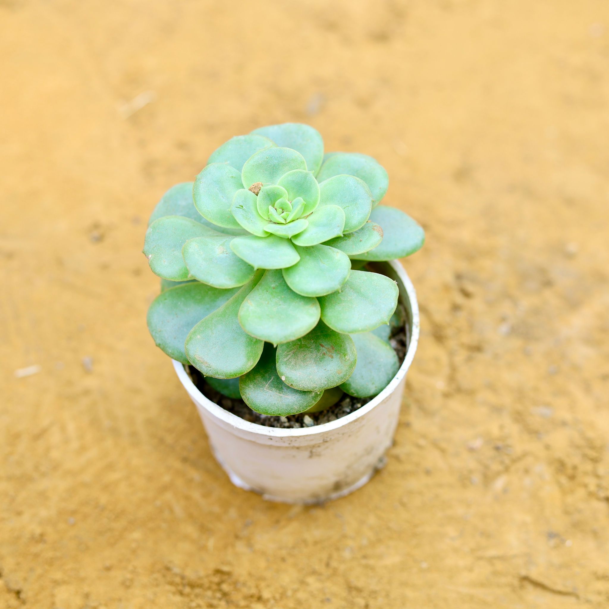 Aeonium Lilypad Succulent in 3 Inch Nursery Pot