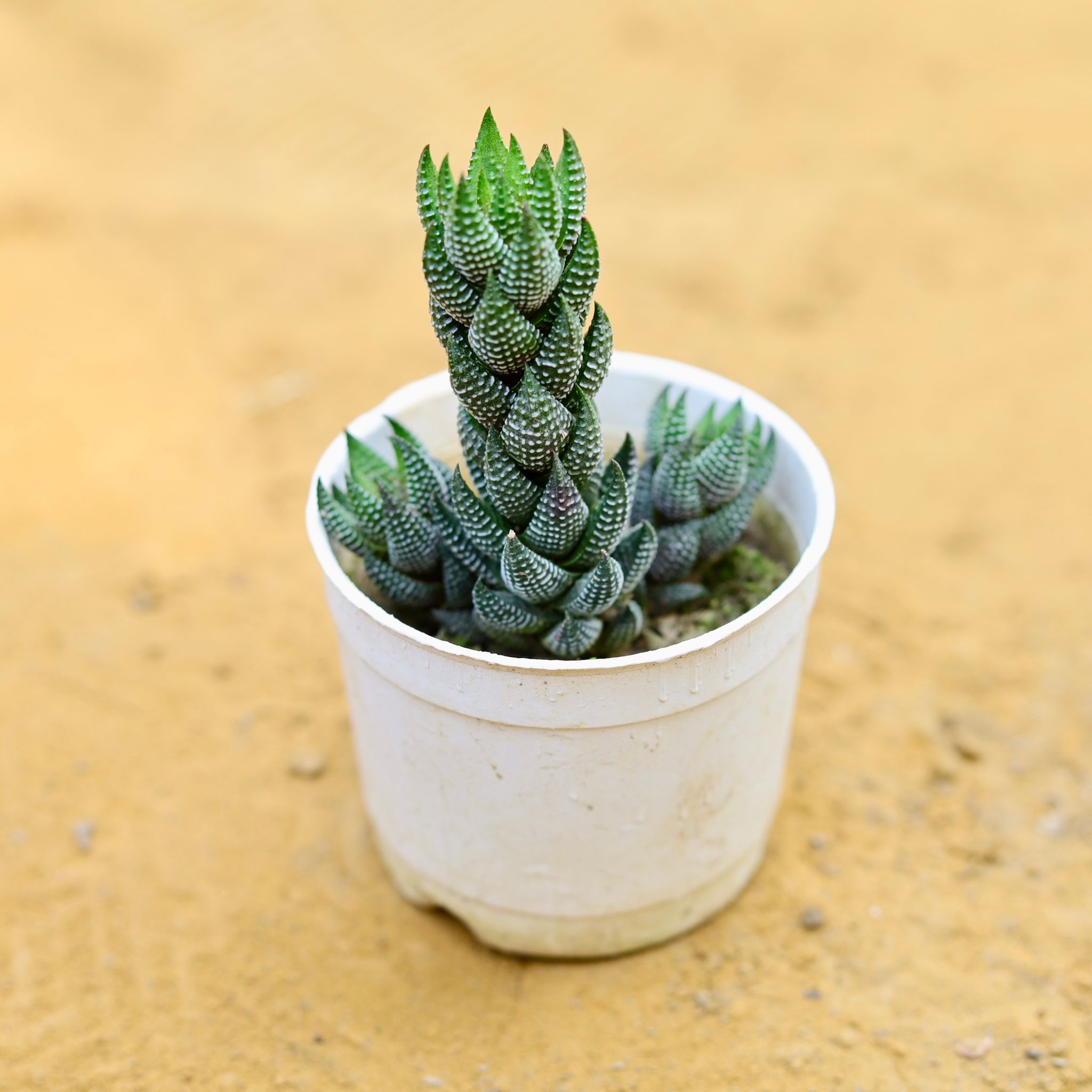 Haworthia Caorctata Succulent in 3 Inch Nursery Pot