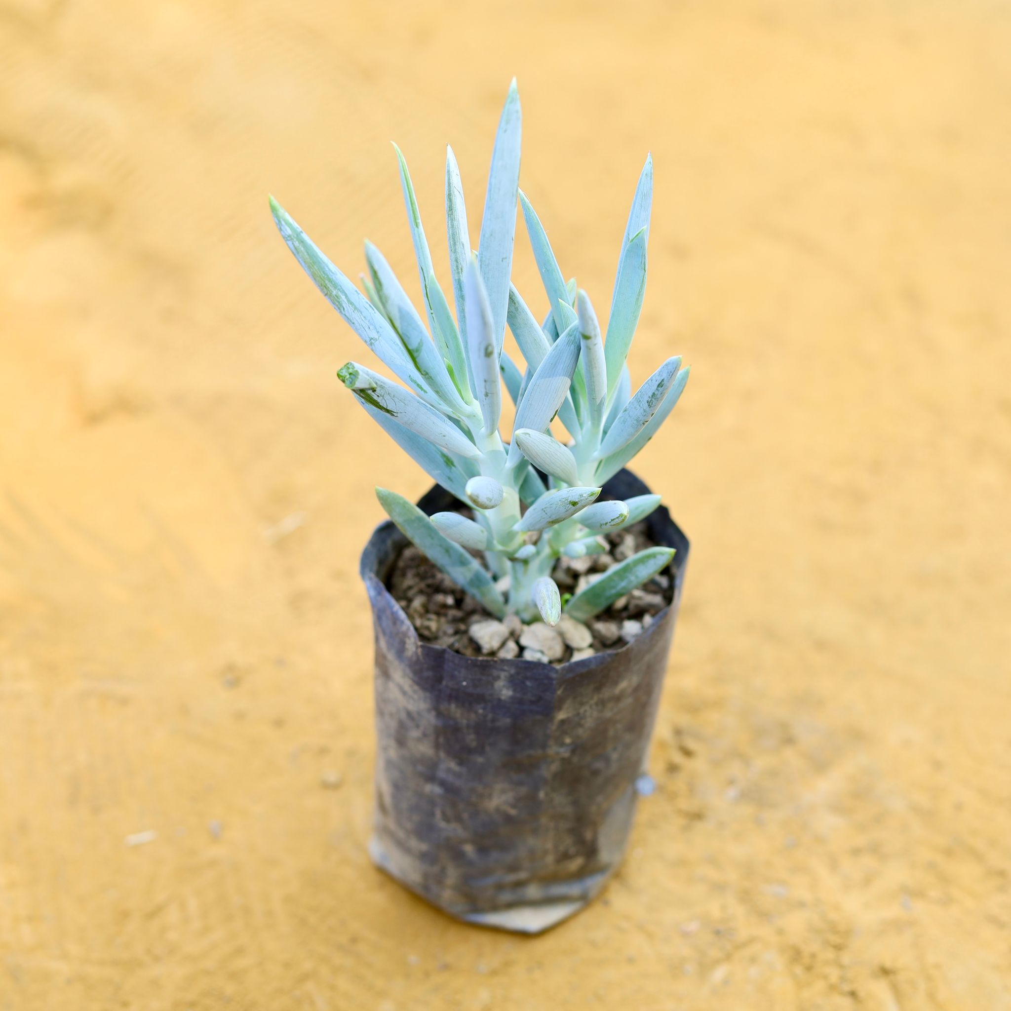 Curio Ficodes Succulent in 3 Inch Nursery Bag