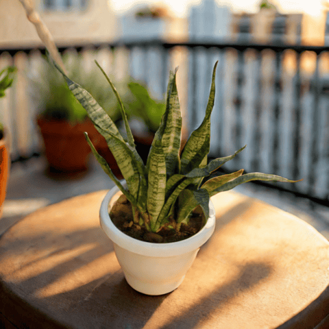 Snake Green (~ 1 Ft) in 8 Inch White Classy Plastic Pot