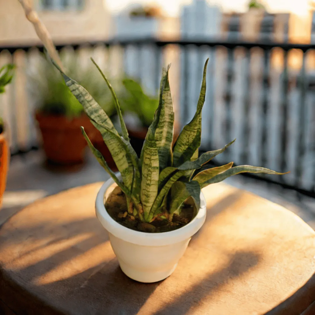 Snake Green (~ 1 Ft) in 8 Inch White Classy Plastic Pot