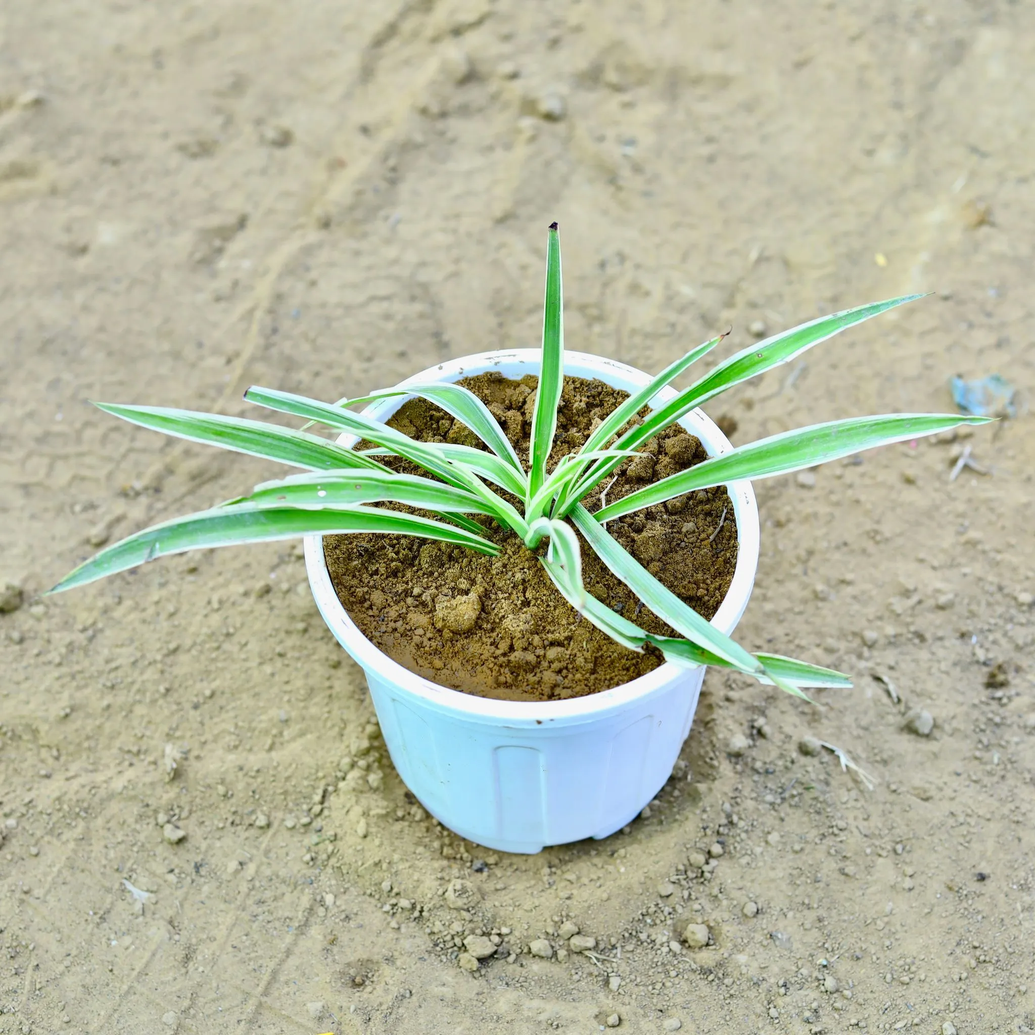 Spider in 6 Inch White Super Nursery Pot